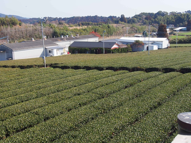 Plantations de thé vert à Miyazaki, au Japon